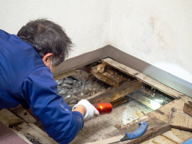 Best Insurance-Related Mold Remediation in Brookridge, FL