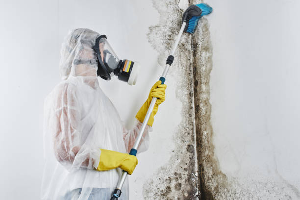 Best Kitchen Mold Remediation in Brookridge, FL