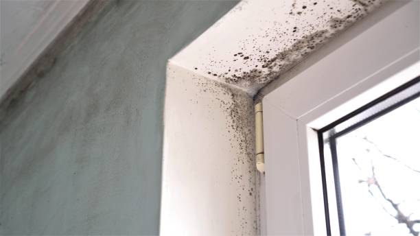 Best DIY Mold Remediation Support Services in Brookridge, FL