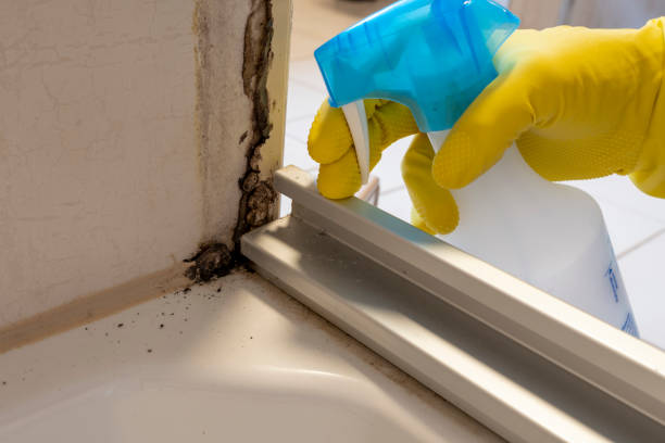 Best Preventive Mold Services in Brookridge, FL