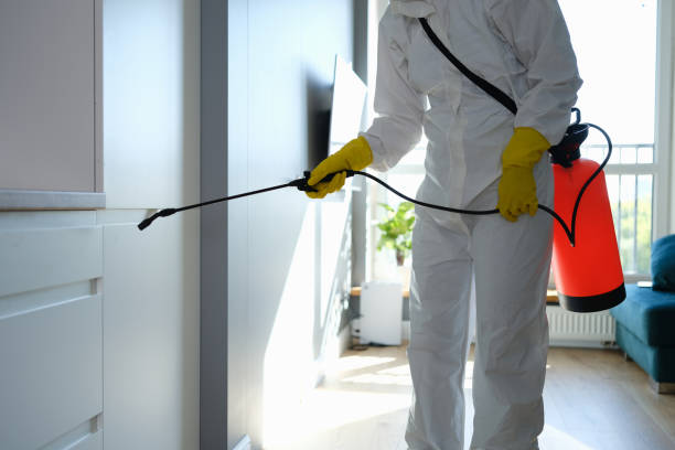 Best Post-Flood Mold Remediation in Brookridge, FL