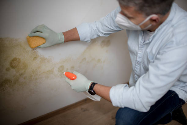 Best Bathroom Mold Remediation in Brookridge, FL