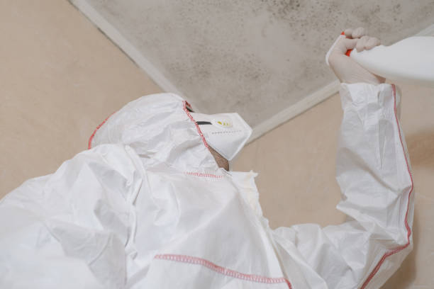 Best Residential Mold Remediation in Brookridge, FL