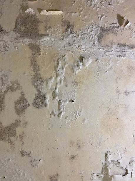 Best Industrial Mold Remediation in Brookridge, FL
