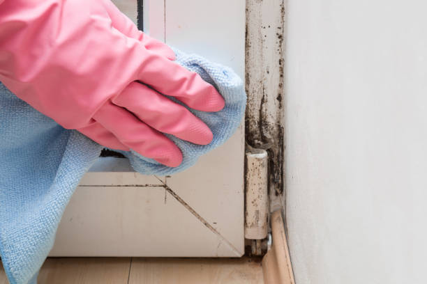 Best Basement Mold Remediation in Brookridge, FL