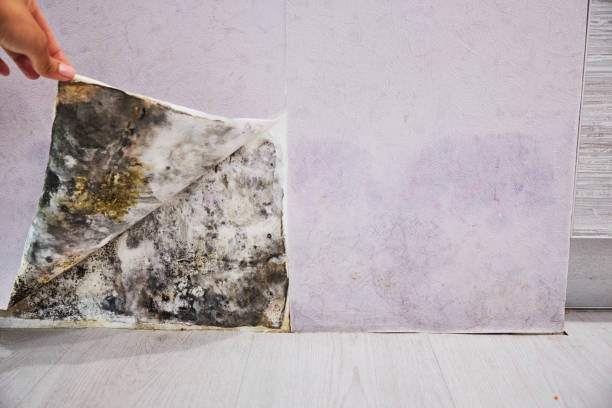 Best Mold Remediation for Specific Building Types in Brookridge, FL